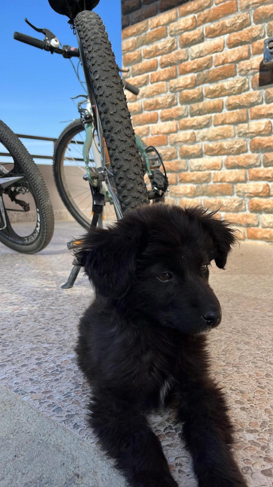 Stays Mukteshwar Dış mekan fotoğraf
